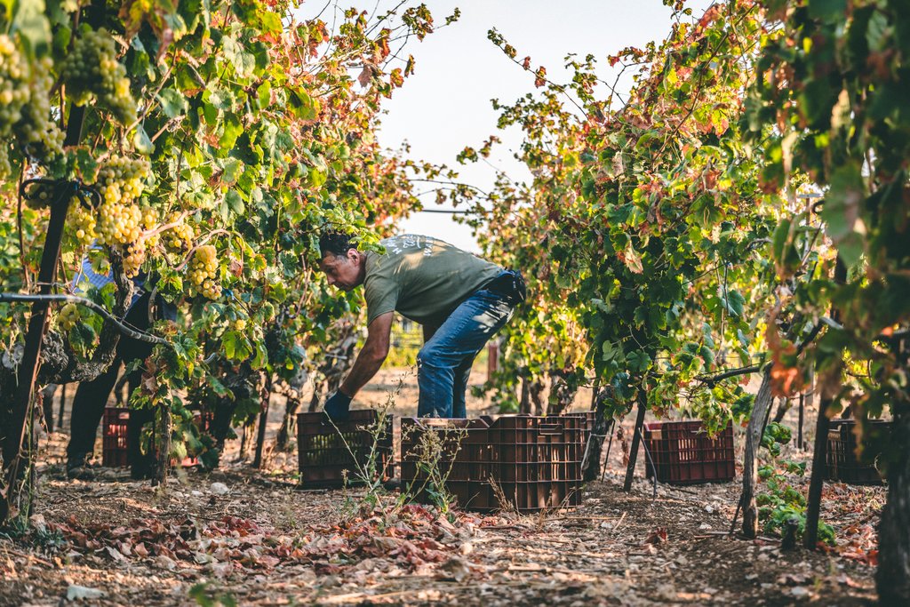 Lyrarakis Winery in Heraklion, Crete