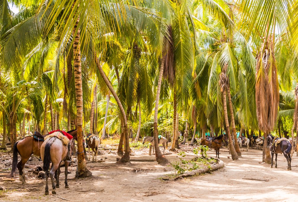 Popular mode of transport within Tayrona