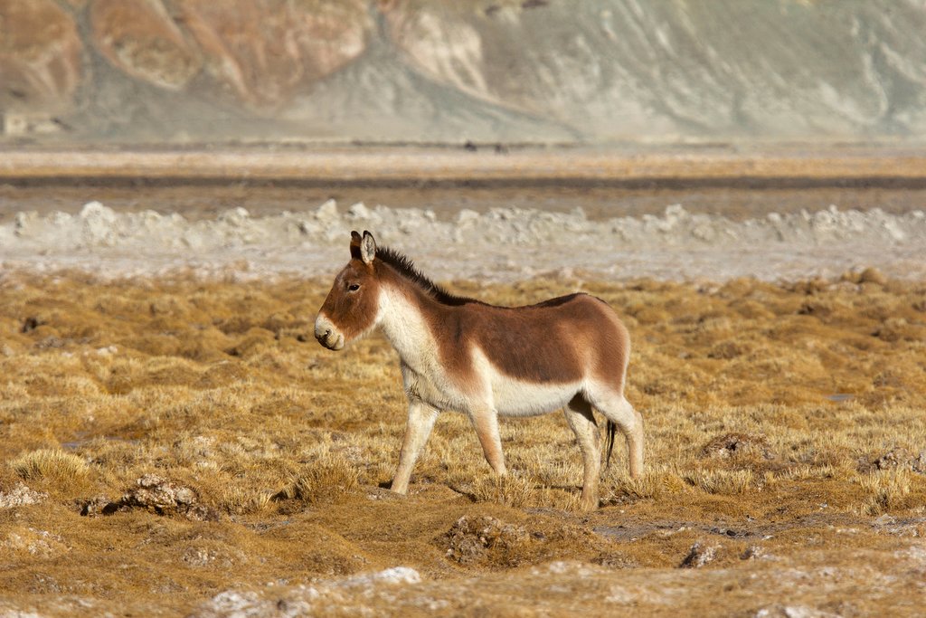 Indian Wild Ass