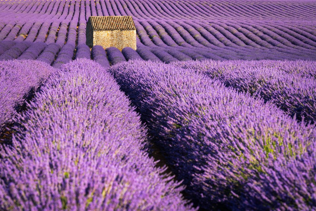 Lavender fields of Valensole