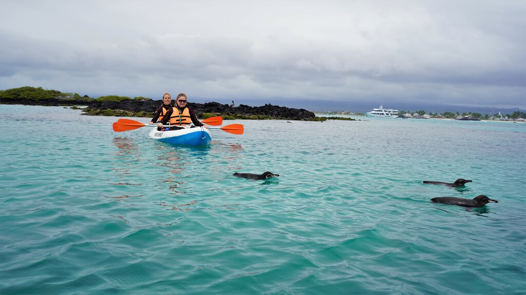 Kayaking around Las Tintoreras