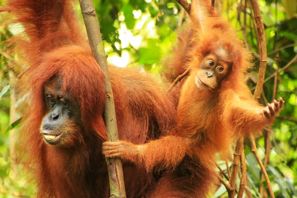 Orangutans