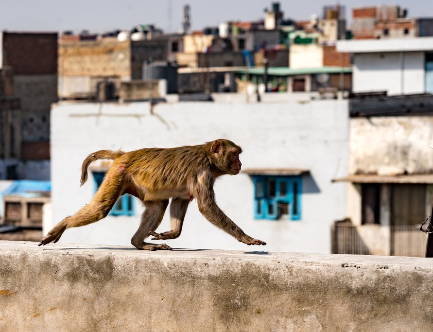 Urban monkey in New Delhi