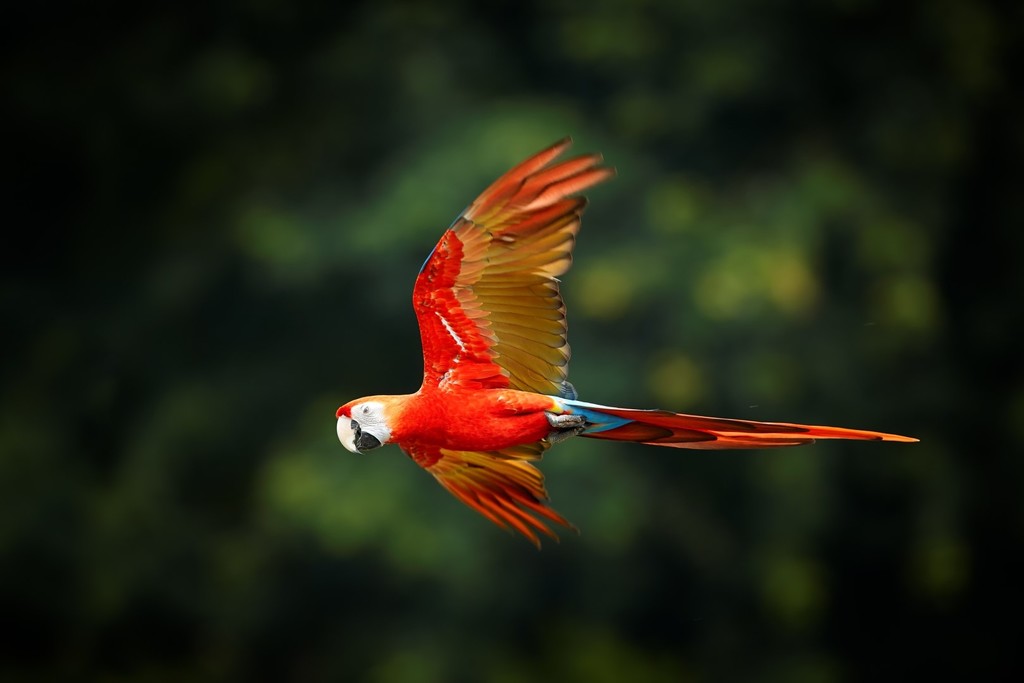 Parrot in the Amazon