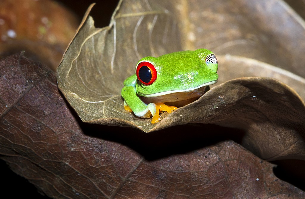 Tour the rainforest after dark to spot nocturnal wildlife