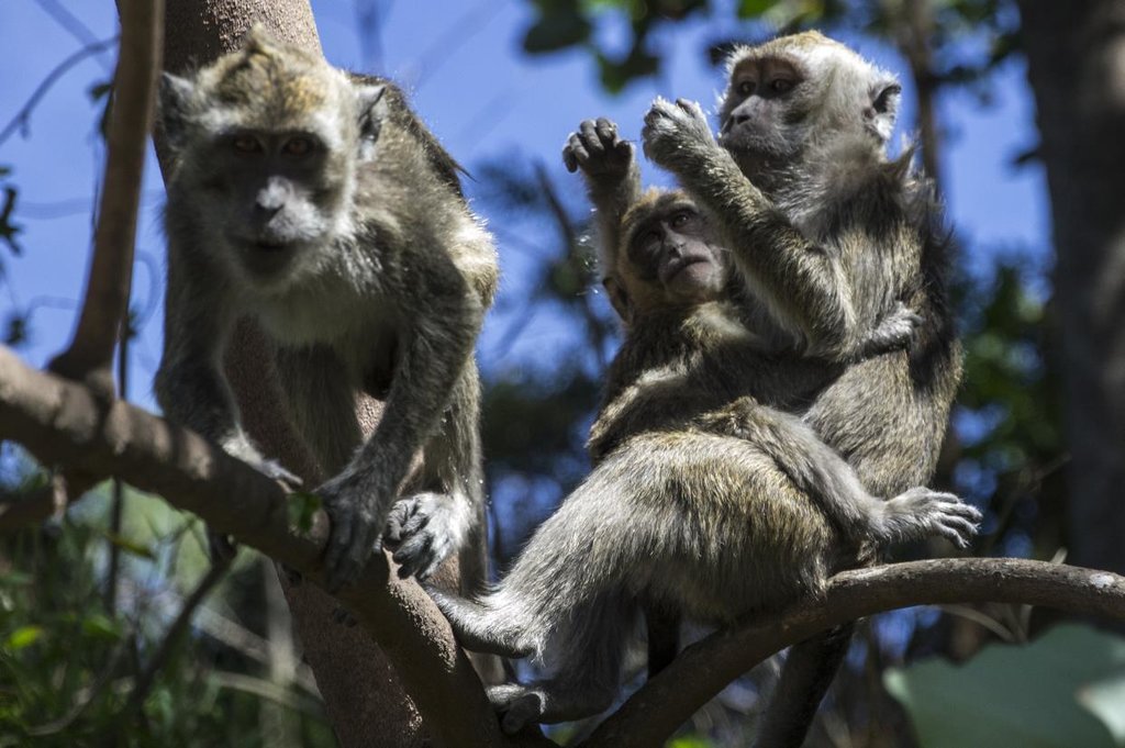 Monkey forest