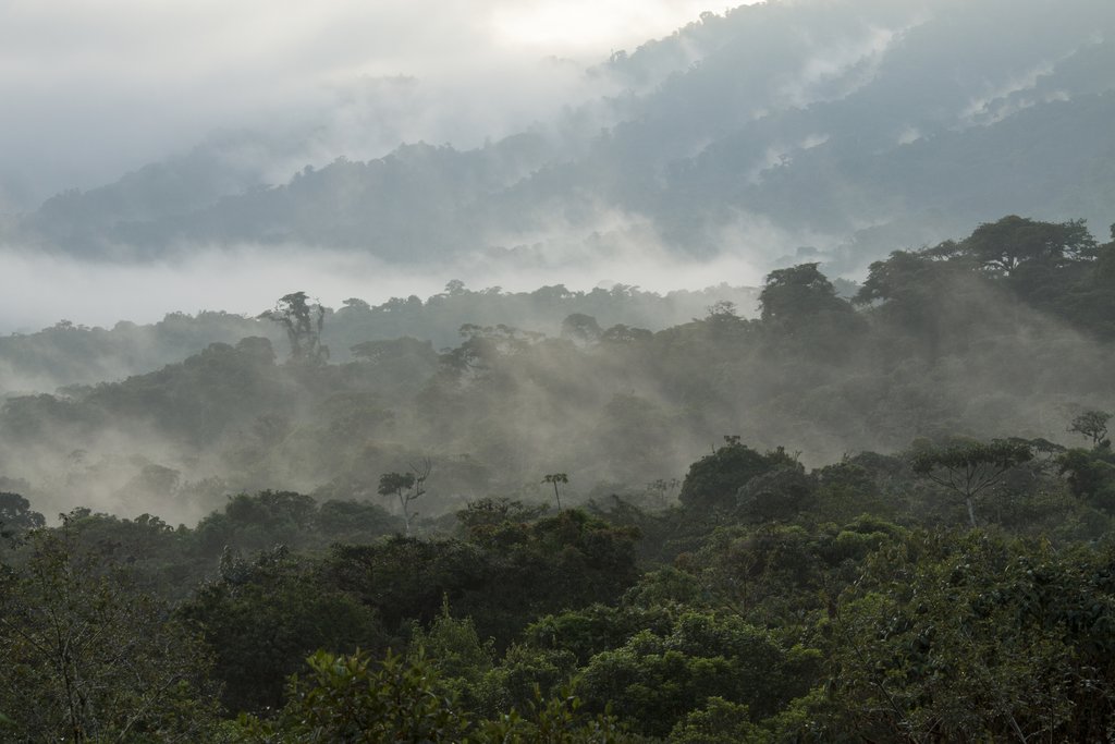 Mist over the rainforests around Macas