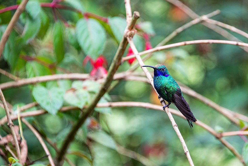 Colombia is home to many types of hummingbirds