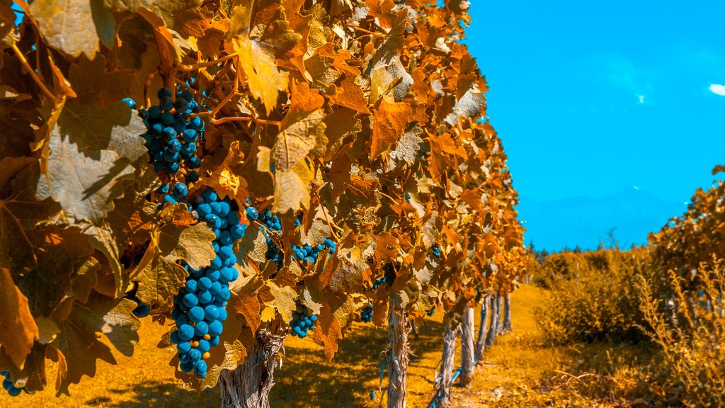 Mendoza vineyard in autumn