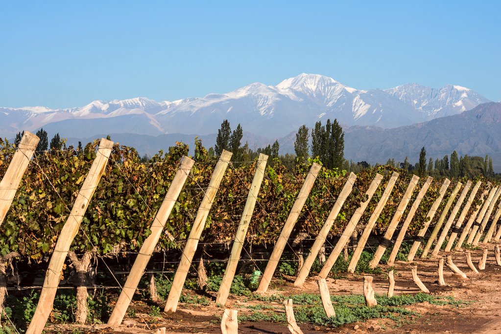 Vineyard, Mendoza, Argentina with Andes mountain range