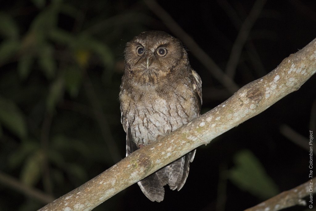 'Santa Marta' Screech-Owl.
