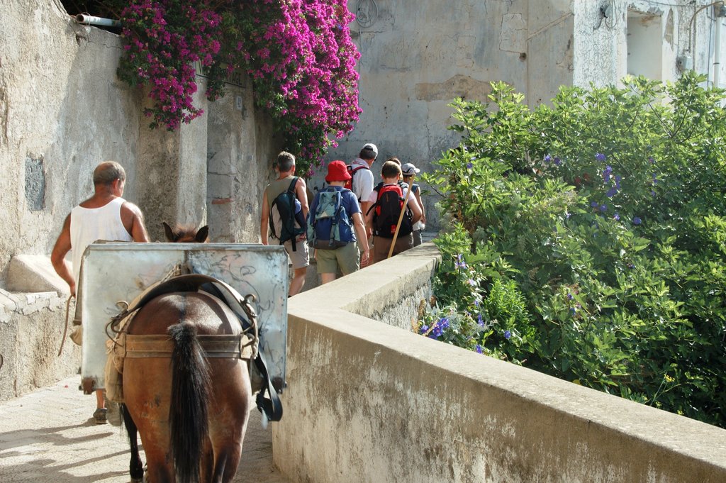 Donkey in Capri