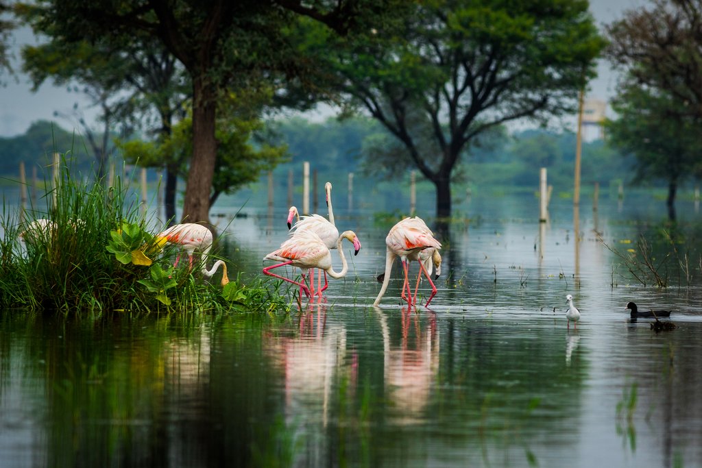 Pink flamingos gather in Keoladeo National Park
