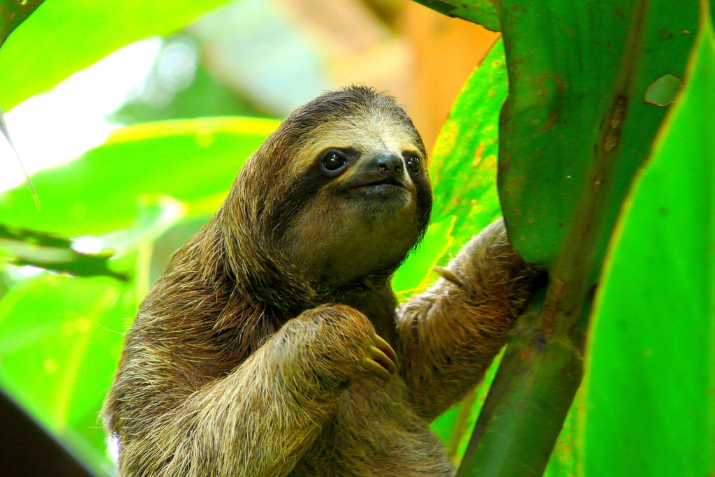 Three-toed sloths are one of many exotic animals you'll see on this hike