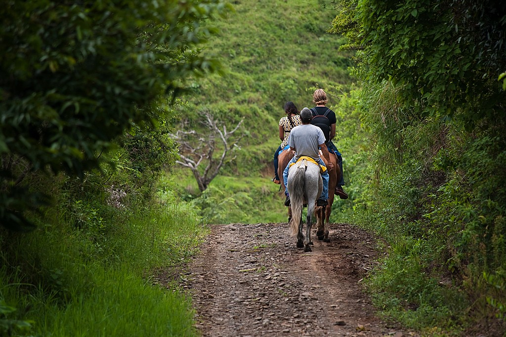 A relaxing horseback ride through the forest 