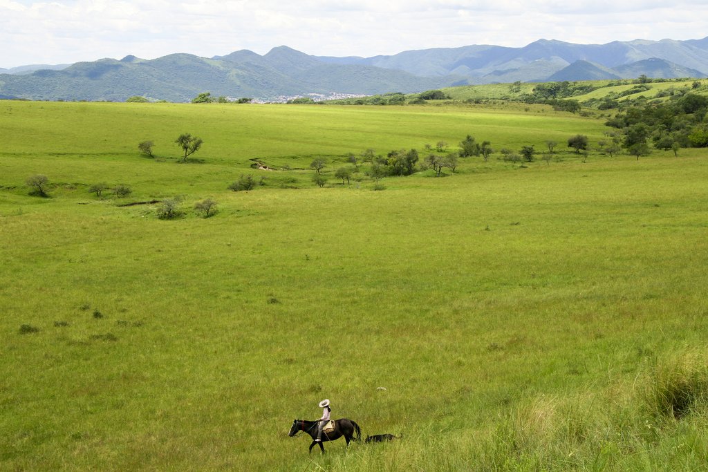 Gaucho near Salta