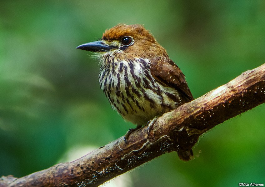The lanceolated monklet, a type of puffbird