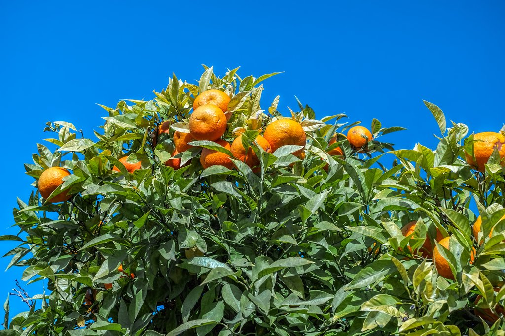 Pick oranges in the sun