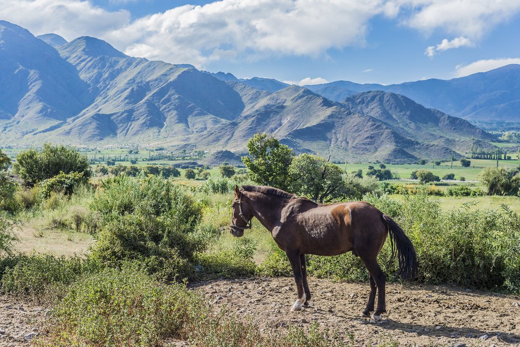 Go horseback riding in the country