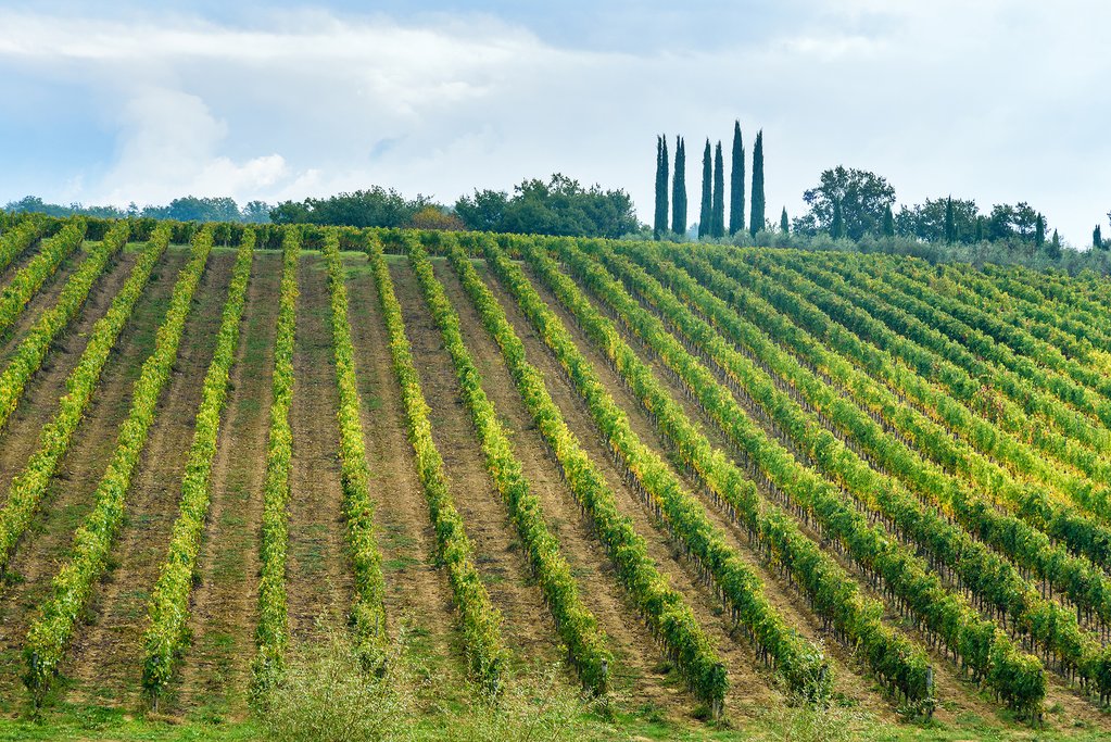 A vineyard in Chianti, Tuscany