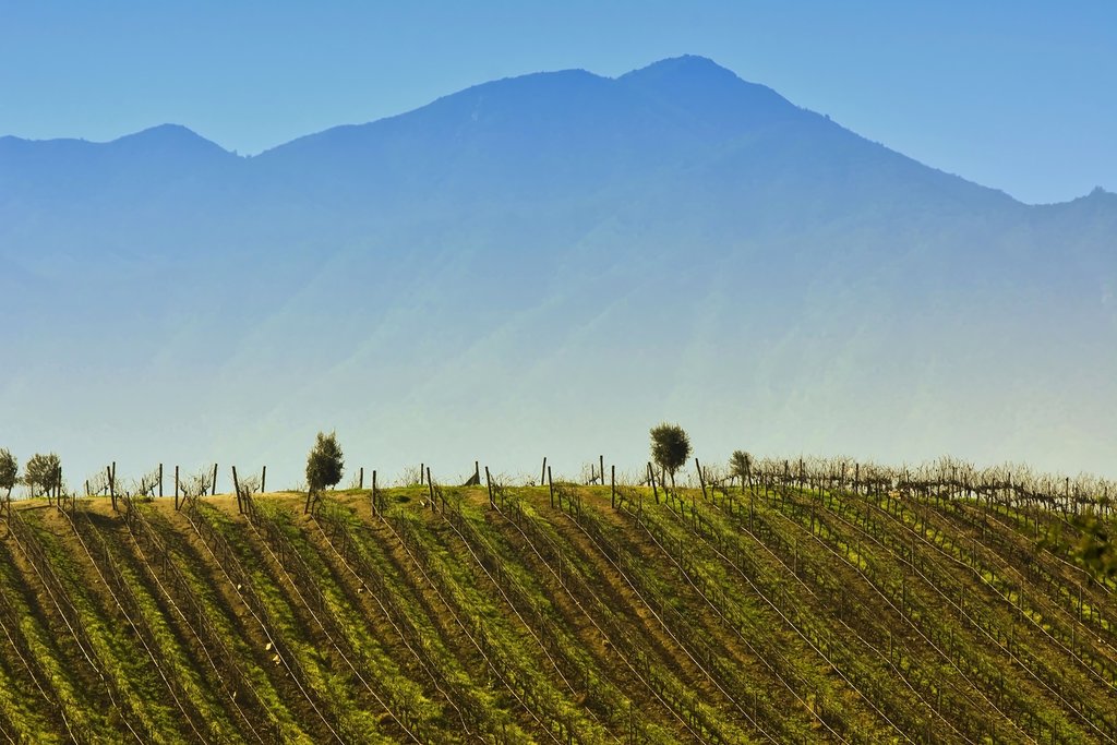 Go wine tasting in the Casablanca Valley