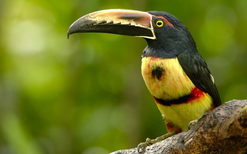 The collared aracari