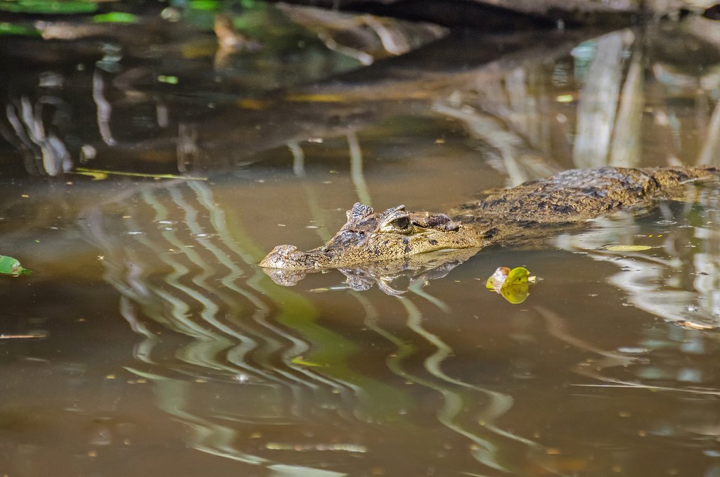 Spectacled caiman in one of many rivers in Tortuguero