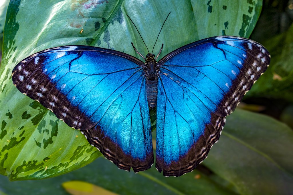 Butterfly species at the reserve include the exotic blue morpho