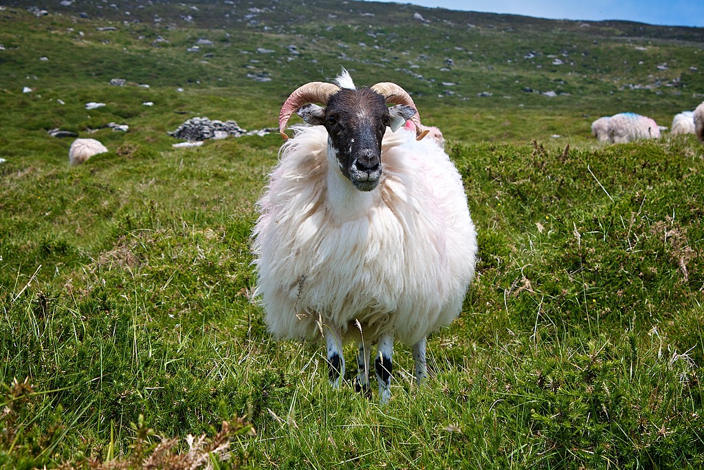 Meet the Local Wildlife