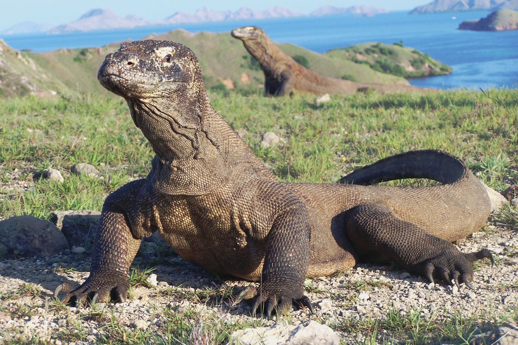 Here be dragons