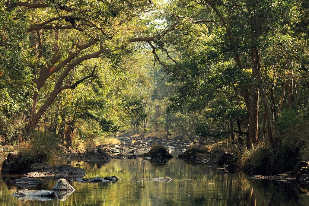 Today, make your way to Kanha National Park
