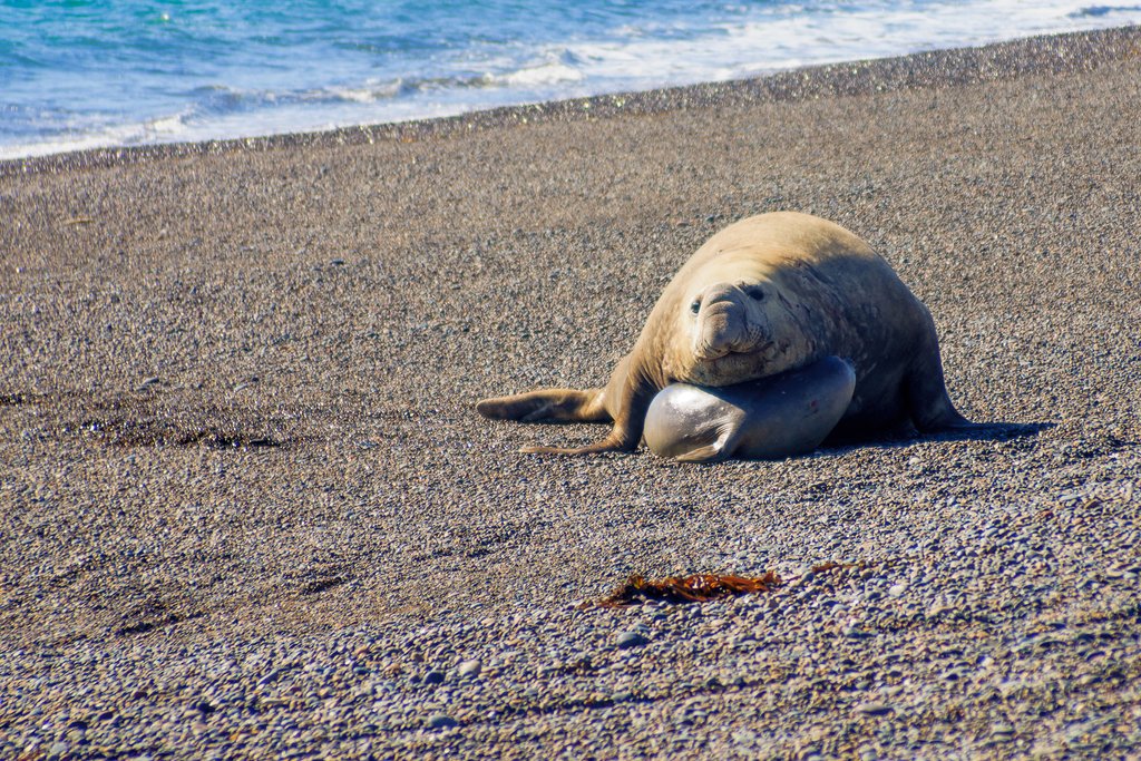 Elephant seals on Península Valdés