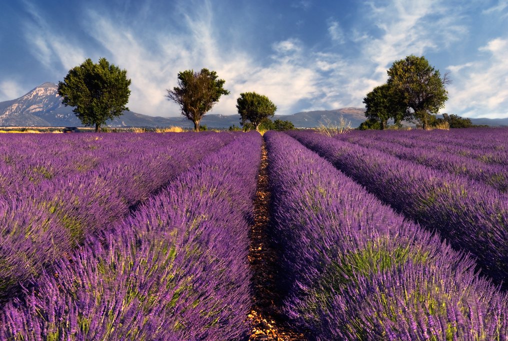 Say goodbye to Provence