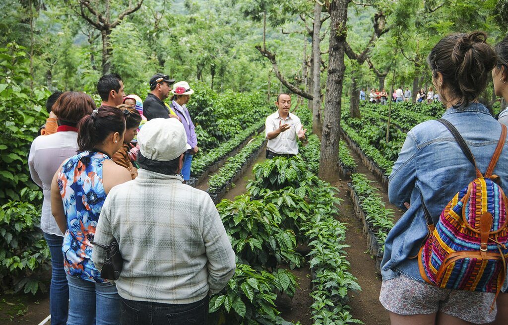 Local coffee fields
