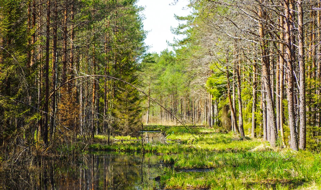 Swamplands of Soomaa National Park