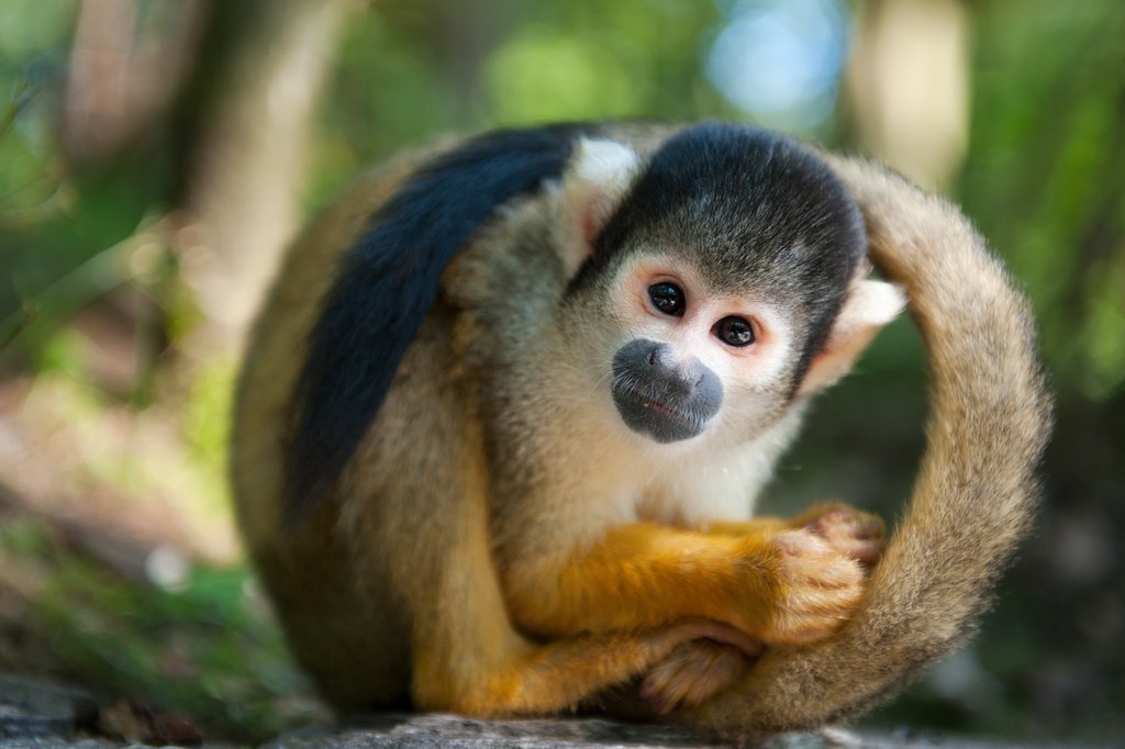 Squirrel monkey, one of the many species found at Foundacion Maikuchiga