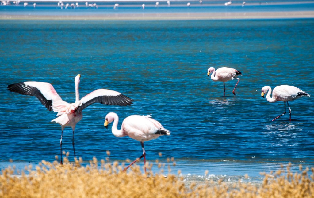 Flamingos at Eduardo Abaroa Reserve