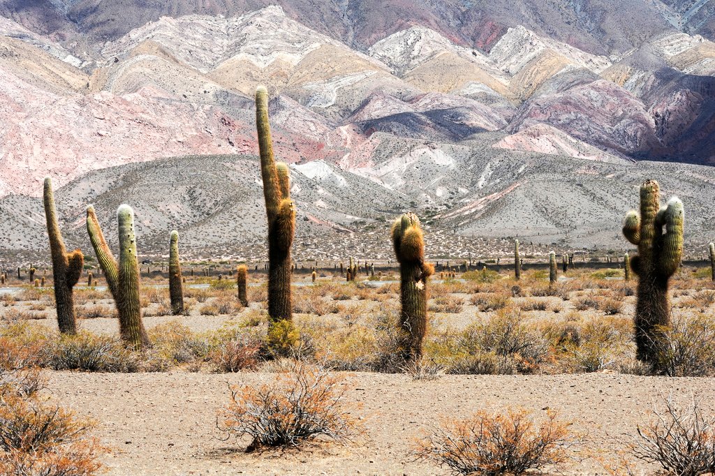 Los Cardones National Park