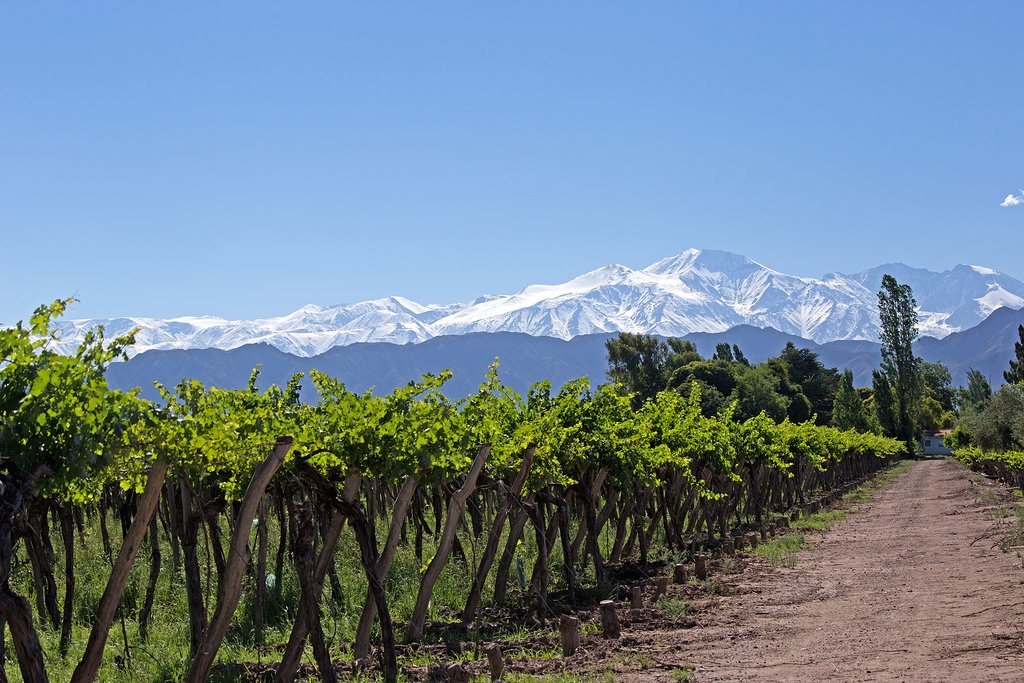 Vineyard in Luján de Cuyo