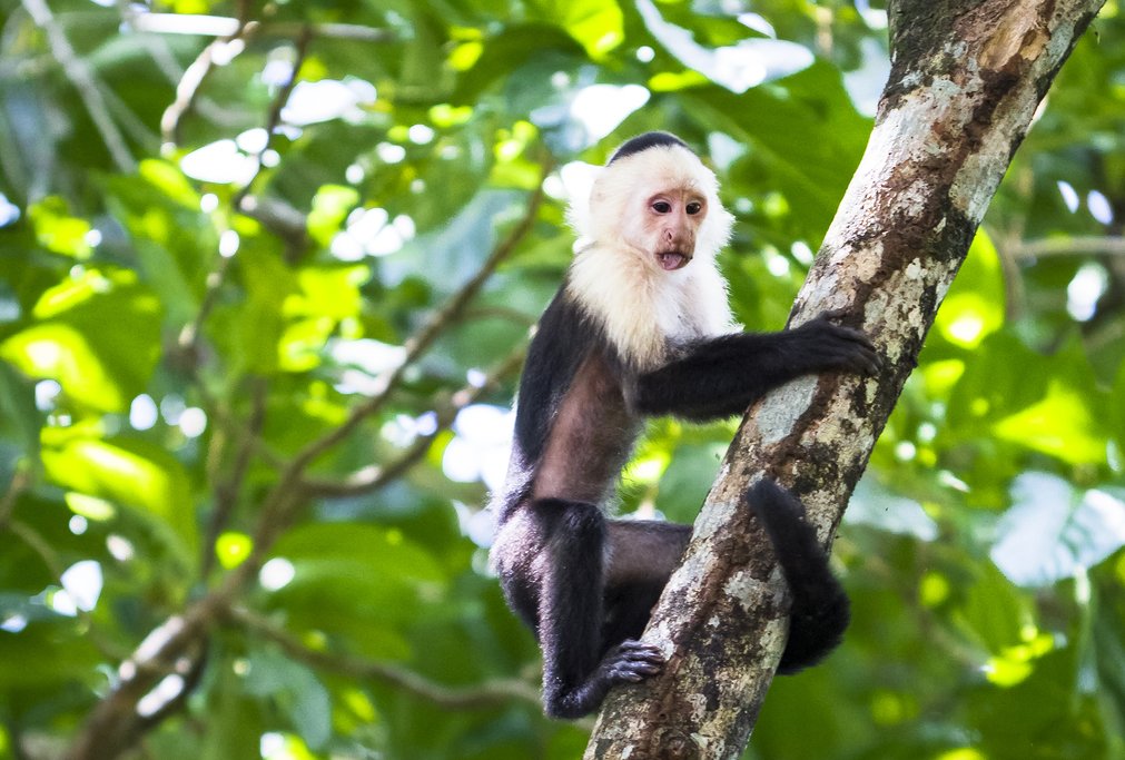 Be on the lookout for white-faced monkeys