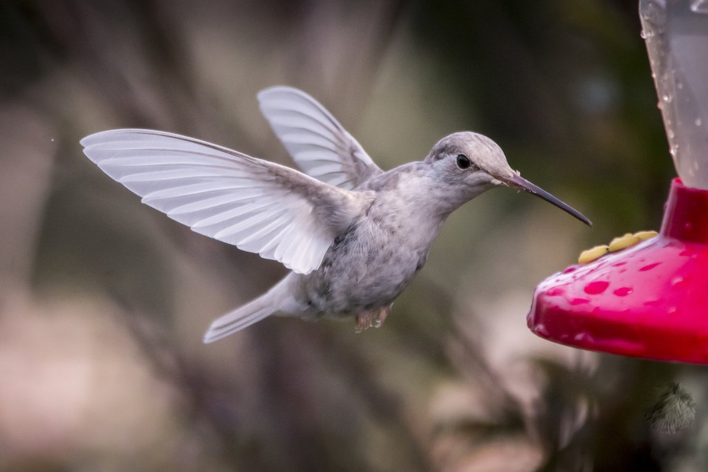 Keep an eye out for hummingbirds around the lodge in San Gerardo de Dota