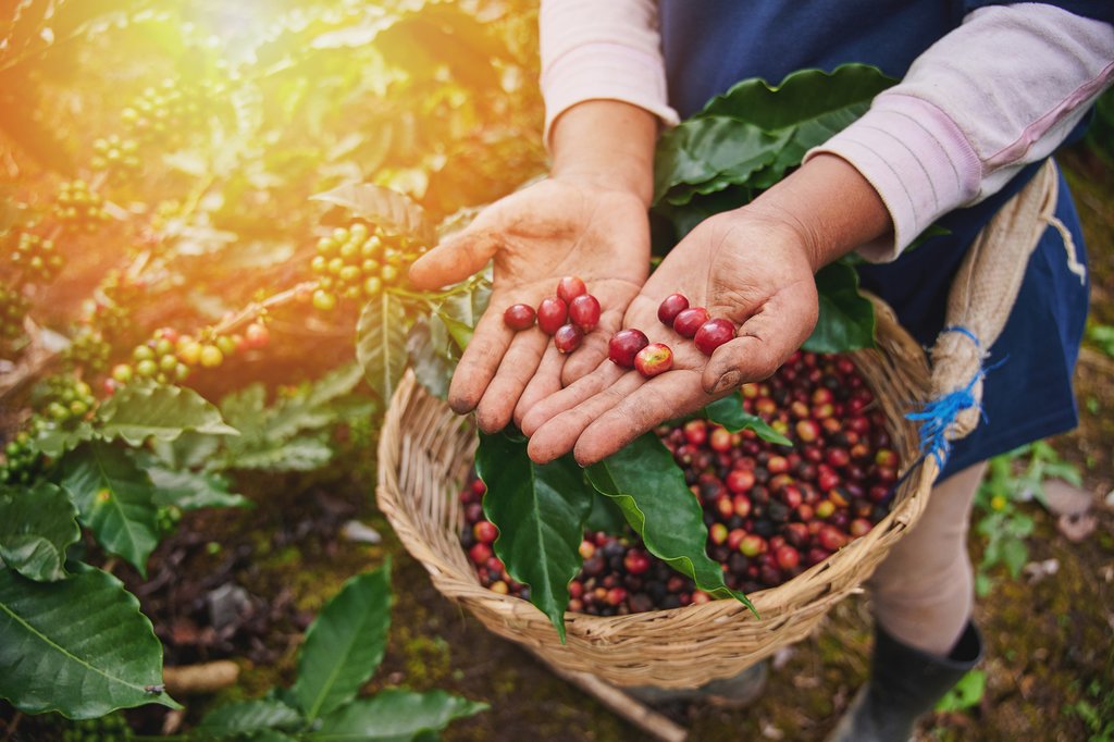 Coffee beans ready for the harvest.