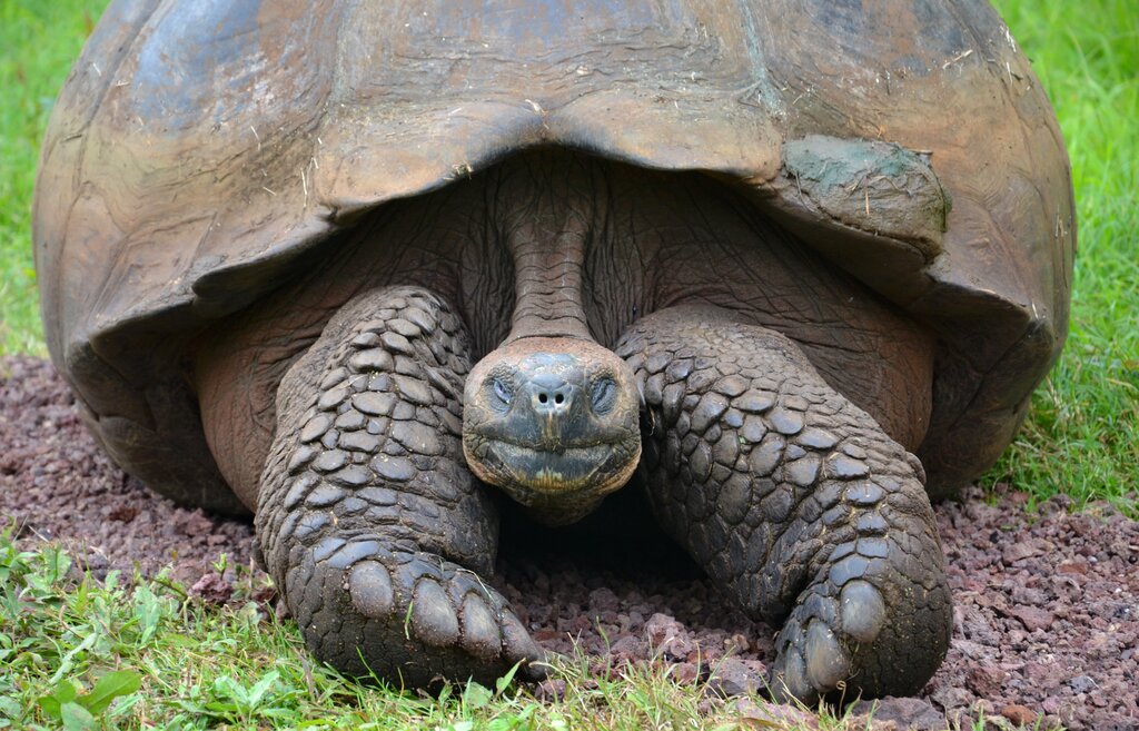 Giant tortoise in the highlands of Santa Cruz 