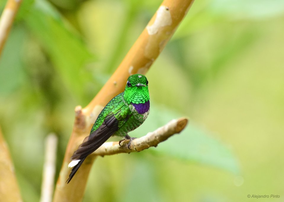 Purple-bibbed Whitetip.