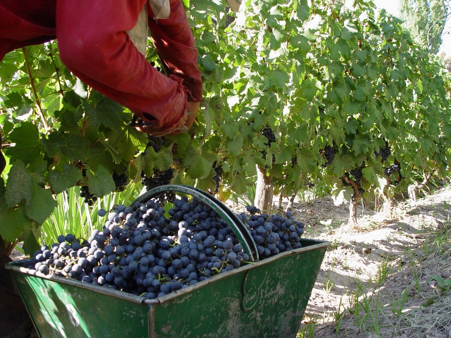 vineyards in Mendoza