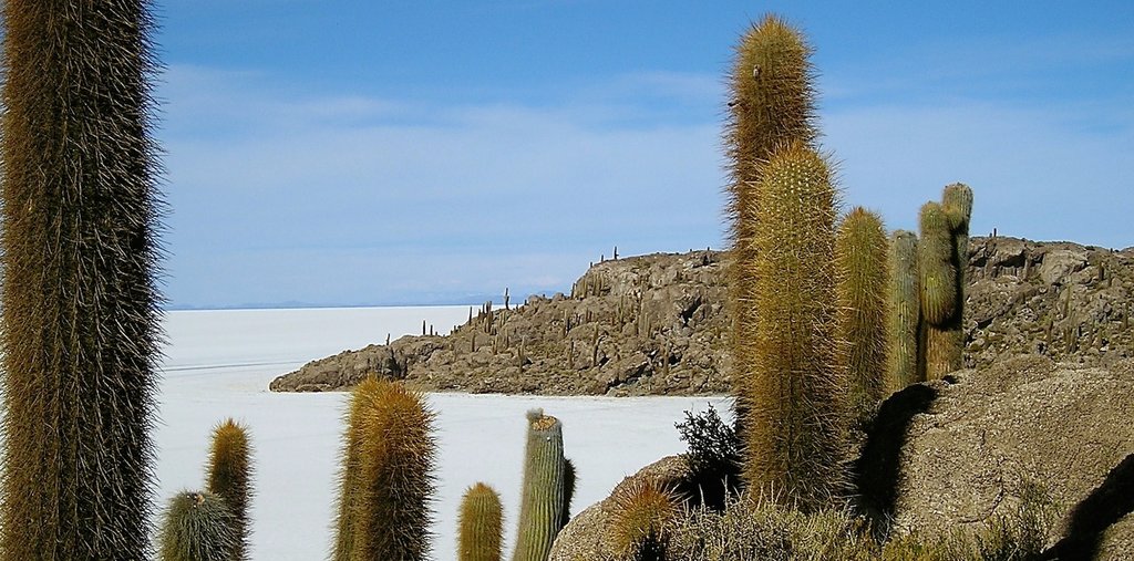 Incahuasi Island in the Uyuni Salt Flats