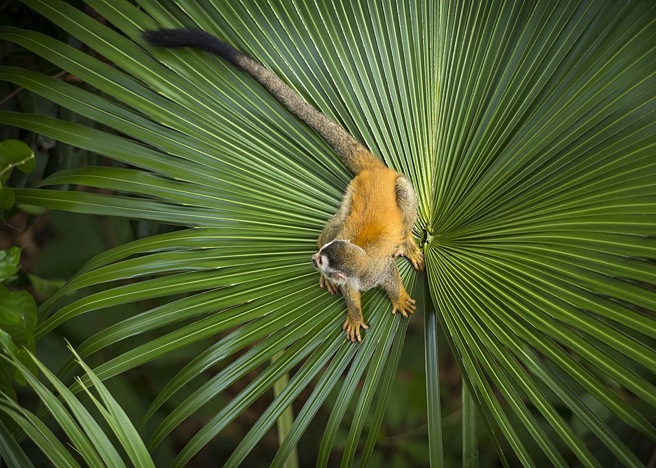 Squirrel monkey in Manuel Antonio