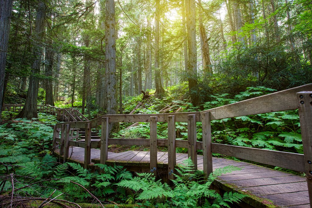 Trails through the coastal rainforest of Pacific Rim