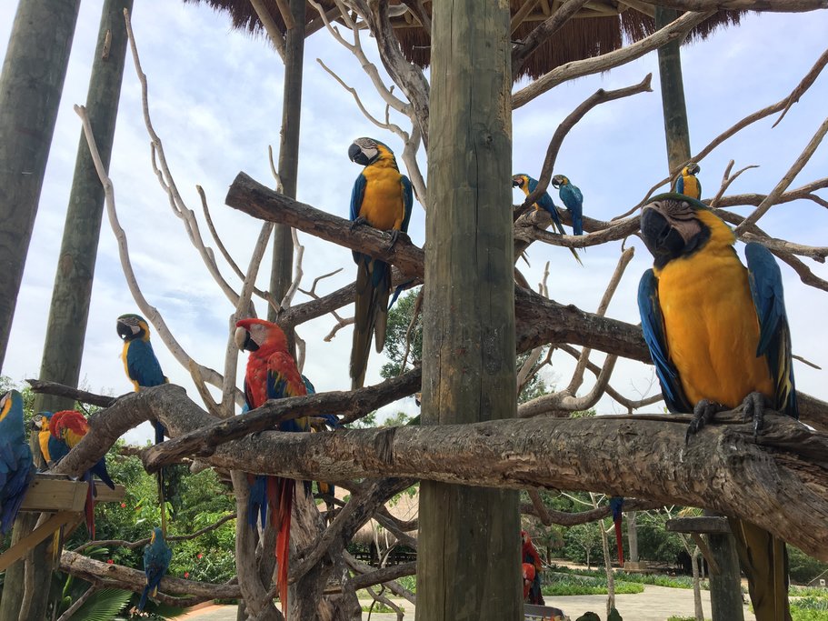 Parrots