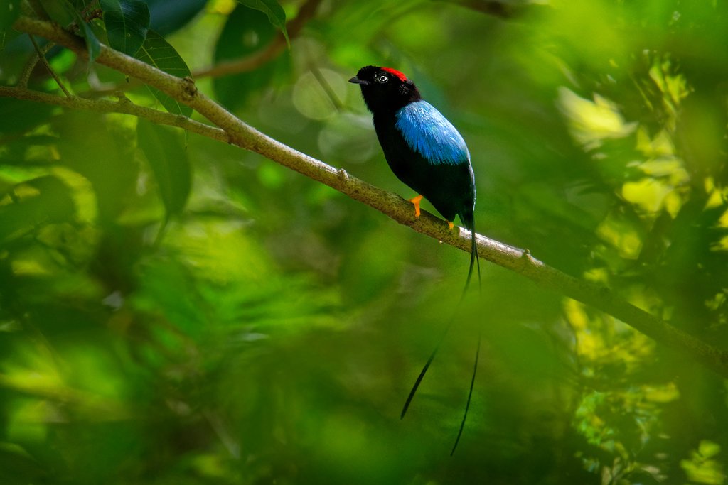 The long-tailed manakin, a rare and beautiful bird 